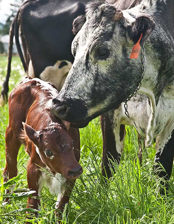 Madre Method_speckleswithnewcalf1